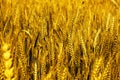 Picture of wheat fields for baisakhi Royalty Free Stock Photo