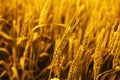 Picture of wheat fields for baisakhi festival in punjabi culture Royalty Free Stock Photo