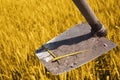 Picture of wheat fields and hoes for baisakhi festival Royalty Free Stock Photo