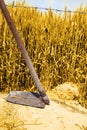 Picture of wheat fields with hoes for punjabi culture