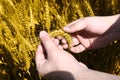 Picture of wheat fields holding in hand for baisakhi festival Royalty Free Stock Photo