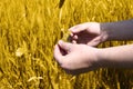 Picture of wheat fields holding in hand for punjabi culture Royalty Free Stock Photo