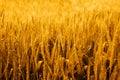 Picture of wheat fields for punjabi culture Royalty Free Stock Photo