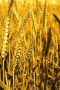 Picture of wheat fields for punjabi culture Royalty Free Stock Photo