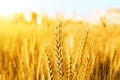 Picture of wheat fields for punjabi culture in baisakhi festival Royalty Free Stock Photo