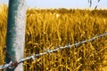 Picture of wheat fields for punjabi culture in baisakhi festival Royalty Free Stock Photo