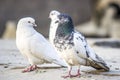 Picture of pigeons