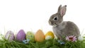 Picture White background with little Easter bunny, eggs, flowers, grass Royalty Free Stock Photo