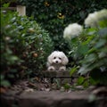 picture of a white Bichon Frise dog