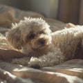 picture of a white Bichon Frise dog