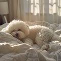 picture of a white Bichon Frise dog