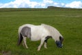 Shetland Pony grazing on grass Royalty Free Stock Photo