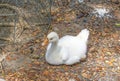 Picture White duck in the natural duck farm Royalty Free Stock Photo