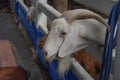 Picture A white goat pokes its head out of the cage inside the farm