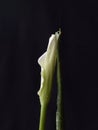 White kallas flower on dark background