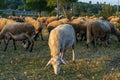 Picture of white lamb grazing with the flock in the background.