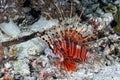 A picture of a white lined lionfish