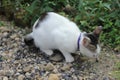 white tabby eating some food