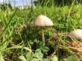White toadstool mushroom in meadow Royalty Free Stock Photo