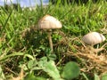 White toadstool mushroom in meadow Royalty Free Stock Photo