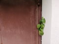 Picture of a white wall with a small green tree. inserted between the door openings