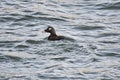 A picture of a White-winged Scoter swimming in the ocean. Royalty Free Stock Photo