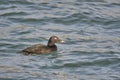 A picture of a White-winged Scoter swimming in the ocean. Royalty Free Stock Photo