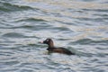 A picture of a White-winged Scoter swimming in the ocean. Royalty Free Stock Photo