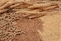 Picture of wholemeal pasta from organic grain, cereal flour, wheat germ and ears of wheat on a rustic wooden table. Raw material Royalty Free Stock Photo