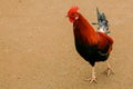 Hawaiian Wild Rooster Royalty Free Stock Photo