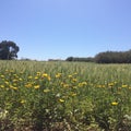 Picture of wilddaisies and wheat field Royalty Free Stock Photo