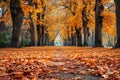 A picture of a winding path in a park covered in a colorful carpet of fallen leaves, A beautiful carpet of autumn leaves in a tree Royalty Free Stock Photo