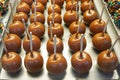 Tray of Caramel Apples Ready for Sale Royalty Free Stock Photo