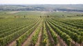 Picture of Wine harvest