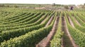 Picture of Wine harvest