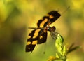 Close up of Picture wing dragonfly Royalty Free Stock Photo