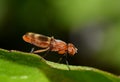 Picture-Winged Fly (Zacompsia fulva) on a leaf in Houston, TX. Royalty Free Stock Photo