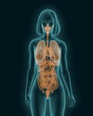 Picture of a woman with a visible internal organs 3d render