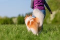 Woman walks with an Elo dog on a meadow Royalty Free Stock Photo