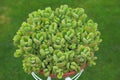 Picture of wonderful cactus succulent plant