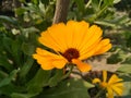 A picture of yallow flower