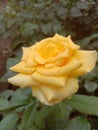 Actrectiv Yello rose flower. Beautiful Green beground