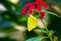 Yellow clouded sulphur butterfly Royalty Free Stock Photo