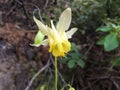 Yellow Columbine, Aquilegia flavescens, close up, macro, Banff National Park, the Rockies, Canada Royalty Free Stock Photo