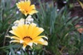 Fascinating yellow flower with forest background