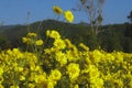 This is a picture of a yellow flower in a flower garden Royalty Free Stock Photo