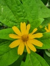 Picture of yellow flower in the garden very beautifull