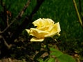 Yellow endemic flower