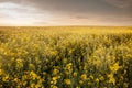 Panorama of a yellow field of yellow flowers, rapeseed blossoming in spring, during a sunny sunset. Also called brassica napus or Royalty Free Stock Photo