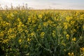 Selective blur on a Panorama of a yellow field of yellow flowers, rapeseed blossoming in spring, during a sunny sunset. Also Royalty Free Stock Photo